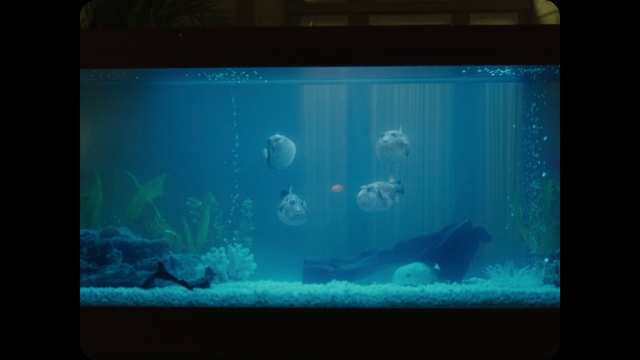 Video Reference N1: Aquarium, Turquoise, Organism, Aqua, Underwater, Aquarium lighting, Marine biology, Freshwater aquarium, Screenshot, Fish