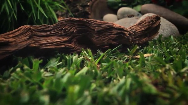 Video Reference N2: Grass, Wood, Terrestrial animal, Tree, Plant, Wildlife