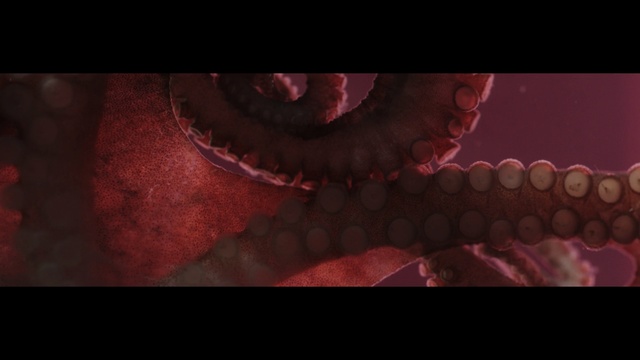 Video Reference N2: red, octopus, mouth, close up, darkness, jaw, screenshot, computer wallpaper, organism, cephalopod