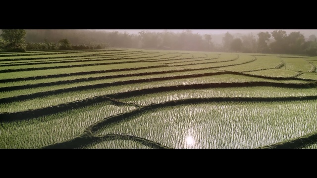Video Reference N4: Field, Agriculture, Paddy field, Crop, Landscape, Terrace, Rural area, Grass, Farm, Plant, Bed, Sitting, Green, Large, Standing, Grassy, White, Laying, Bedroom, Fog, Nature, Text