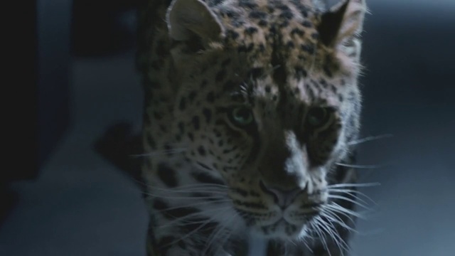 Video Reference N1: Mammal, Vertebrate, Whiskers, Wildlife, Terrestrial animal, Felidae, Leopard, Snout, Big cats, Snow leopard, Person