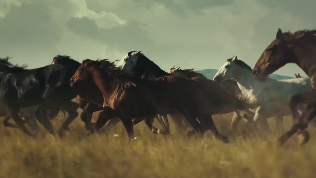 Video Reference N2: Herd, Horse, Grassland, Mustang horse, Wildlife, Steppe, Ecoregion, Pasture, Mane, Terrestrial animal