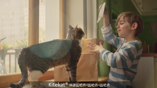 Video Reference N5: Mammal, Cat, Felidae, Head, Small to medium-sized cats, Carnivore, Curious, Domestic short-haired cat, Asian, European shorthair
