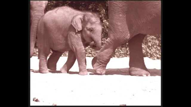Video Reference N1: elephant, elephants and mammoths, indian elephant, fauna, mammal, vertebrate, african elephant, wildlife, terrestrial animal, organism, Person