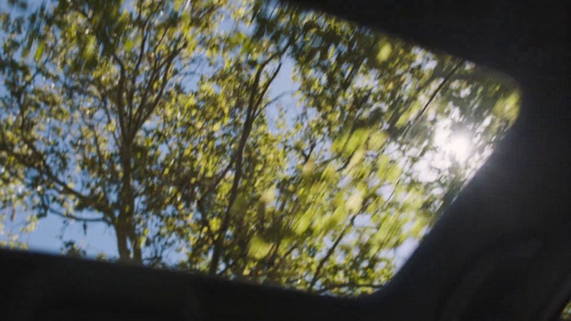 Video Reference N1: Green, Tree, Yellow, Leaf, Branch, Sky, Light, Woody plant, Sunlight, Plant