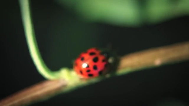 Video Reference N9: Ladybug, Insect, Macro photography, Invertebrate, Close-up, Beetle, Photography, Arthropod, Plant
