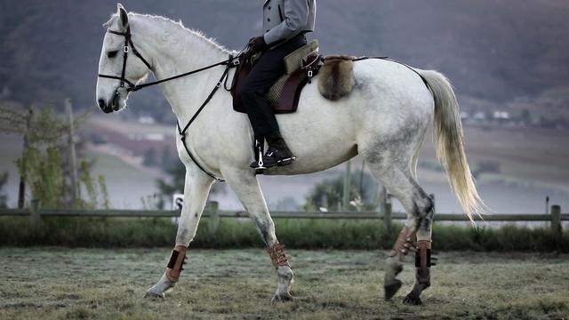 Video Reference N7: horse, rein, bridle, stallion, horse tack, horse like mammal, mare, english riding, mane, equestrianism