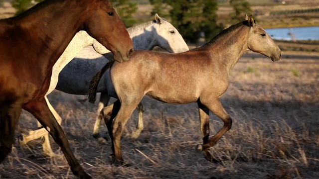 Video Reference N4: horse, horse like mammal, mustang horse, mare, mane, stallion, livestock, colt, pasture, grass