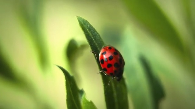 Video Reference N3: Ladybug, Insect, Nature, Macro photography, Beetle, Plant, Close-up, Invertebrate, Organism, Leaf