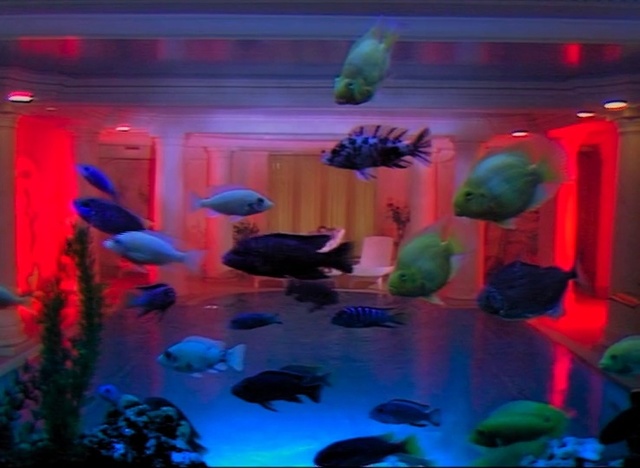 Video Reference N1: Fish, Organism, Aquarium, Freshwater aquarium, Fish, Marine biology