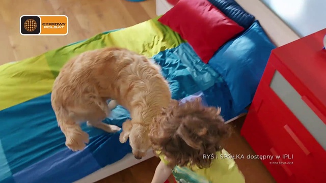 Video Reference N0: Dog, Canidae, Carnivore, Dog breed, Play, Puppy, Poodle, American cocker spaniel, Toy Poodle, Sporting Group