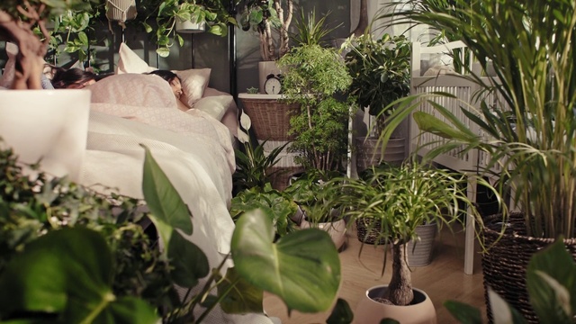 Video Reference N0: Houseplant, Botany, Plant, Flower, Garden, Grass, Tree, Backyard, Room, Linens, Table, Vase, White, Decorated, Sitting, Large, Green, Bunch, Plate, Different, Living, Palm, Sandwich, Salad, Flowerpot, Furniture, Arranged, Dining table