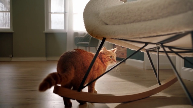 Video Reference N21: Cat, Furniture, Chair, Felidae, Rocking chair, Comfort, Table, Small to medium-sized cats, Whiskers