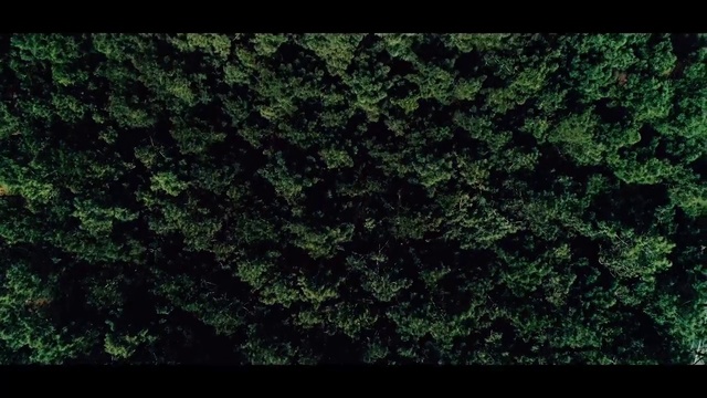 Video Reference N14: Green, Nature, Vegetation, Black, Leaf, Grass, Natural environment, Tree, Biome, Plant