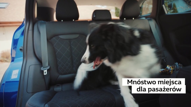 Video Reference N3: Dog, Canidae, Dog breed, Car seat, Car, Car seat cover, Vehicle, Border collie, Companion dog, Sporting Group