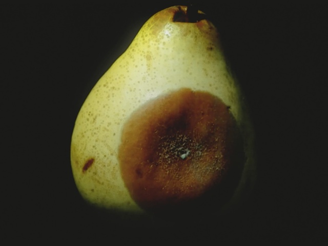 Video Reference N0: Pear, pear, Plant, Fruit, Tree, Still life photography, Accessory fruit