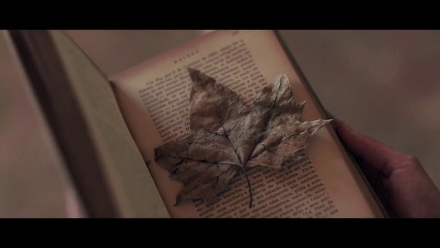 Video Reference N0: Leaf, Brown, Still life photography, Drawing, Art, Illustration, Organism, Tree, Plant, Photography