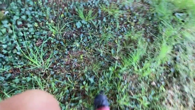 Video Reference N11: Grass, Plant, Grass family, Subshrub, Groundcover, Tree, Lawn, Plant community, Flower, Soil