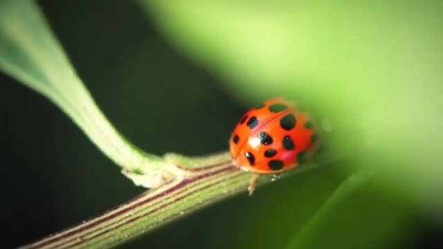 Video Reference N1: Ladybug, Insect, Macro photography, Close-up, Beetle, Invertebrate, Photography, Organism, Plant, Arthropod