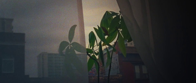 Video Reference N0: Leaf, Flower, Plant, Houseplant, Banana leaf