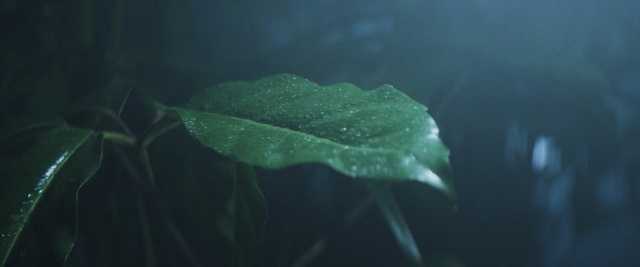 Video Reference N0: Water, Leaf, Green, Organism, Plant, Flower, Moisture, Dew