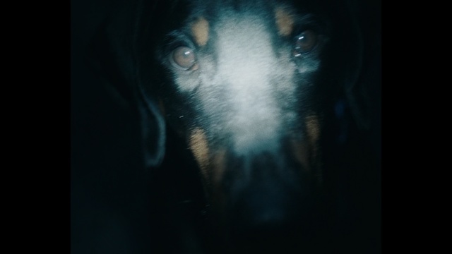 Video Reference N0: Black, Face, Nose, Eye, Snout, Darkness, Canidae, Whiskers, Organ, Dog breed