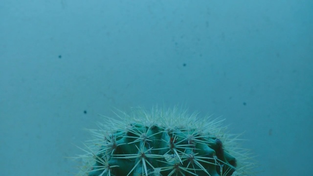 Video Reference N0: Blue, Green, Cactus, Turquoise, Organism, Azure, Thorns, spines, and prickles, Water, Underwater, Marine biology