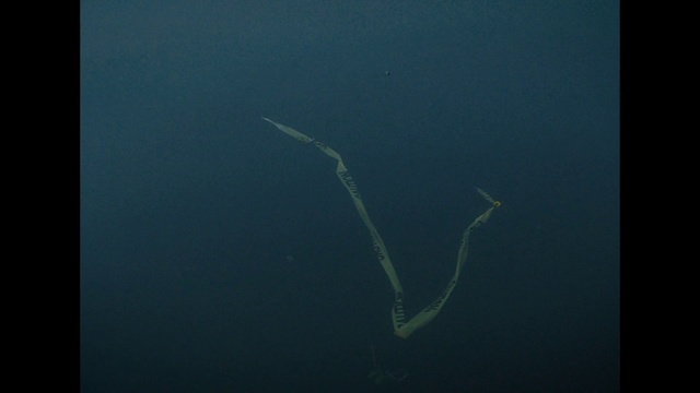 Video Reference N1: Organism, Underwater, Sea