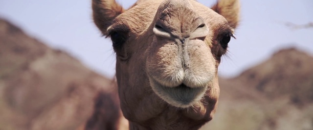 Video Reference N0: Camel, Camelid, Vertebrate, Mammal, Arabian camel, Terrestrial animal, Snout, Nose, Bactrian camel, Wildlife