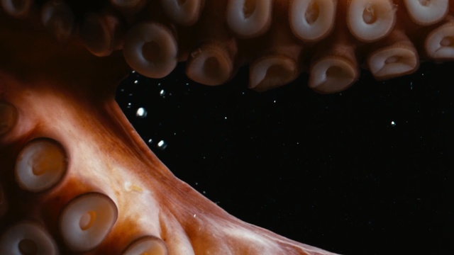 Video Reference N2: Octopus, giant pacific octopus, Cephalopod, Organism, Organ, Marine invertebrates, Close-up, Mouth, Macro photography, Flesh, Person