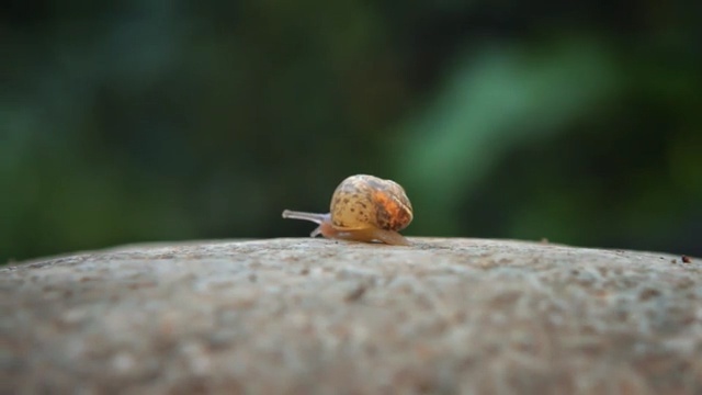 Video Reference N1: Snails and slugs, Snail, Invertebrate, Insect, Slug, Close-up, Macro photography, Sea snail, Molluscs, Photography
