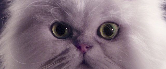 Video Reference N0: Cat, Whiskers, Small to medium-sized cats, Felidae, Face, Eye, Head, Nose, Snout, Persian