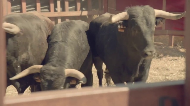 Video Reference N2: Mammal, Vertebrate, Bovine, Horn, Bull, Working animal, Cow-goat family, Snout, Livestock, Terrestrial animal