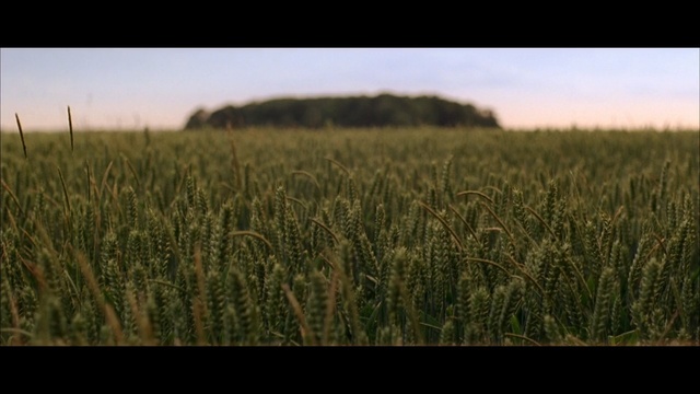 Video Reference N0: crop, field, ecosystem, sky, grass, grass family, agriculture, prairie, rye, morning