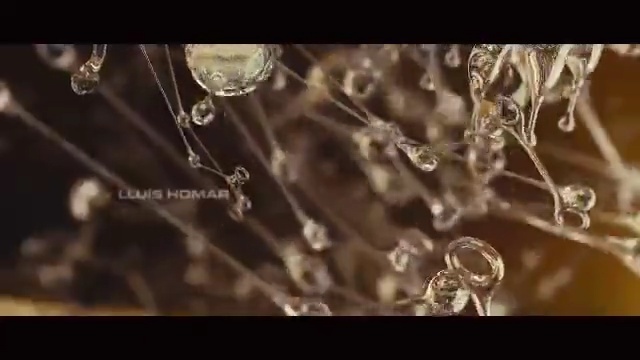 Video Reference N1: organism, spider web, font, moisture, branch, computer wallpaper