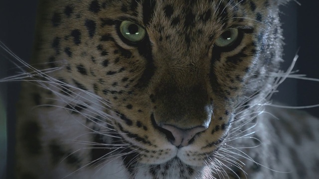 Video Reference N9: Terrestrial animal, Vertebrate, Wildlife, Whiskers, Mammal, Felidae, Leopard, Snout, Big cats, African leopard, Person