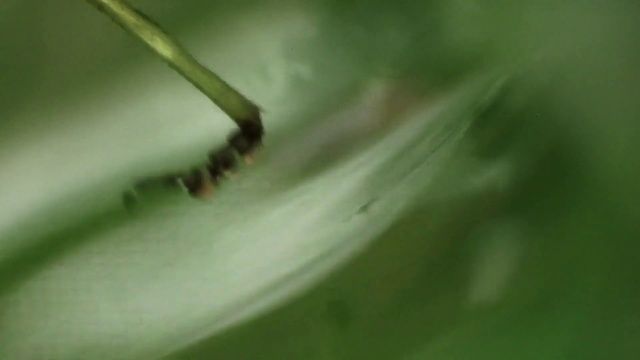 Video Reference N1: Green, Leaf, Insect, Macro photography, Close-up, Grass, Plant, Plant stem, Photography, Pest
