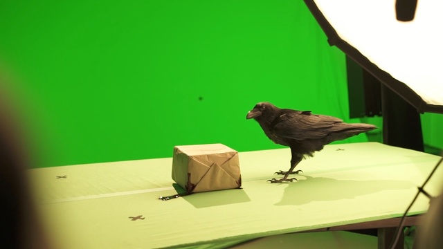 Video Reference N9: Green, Bird, Beak, Adaptation, Crow, Table, Perching bird, Finch