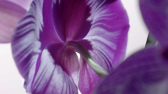 Video Reference N1: Flowering plant, Petal, Violet, Purple, Flower, Close-up, Plant, Lilac, Pink, Botany