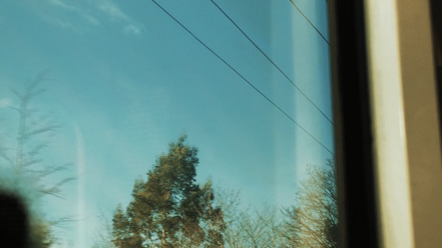 Video Reference N1: sky, tree, cloud, woody plant, leaf, morning, sunlight, atmosphere, line, branch
