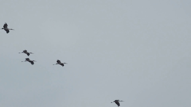 Video Reference N2: Bird, Bird migration, Sky, Flock, Animal migration, Flight, Beak, Water bird