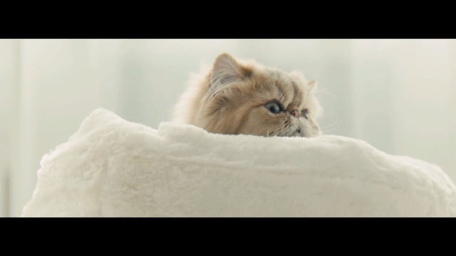 Video Reference N5: cat, mammal, small to medium sized cats, cat like mammal, whiskers, kitten, snout, carnivoran, fur, ragdoll