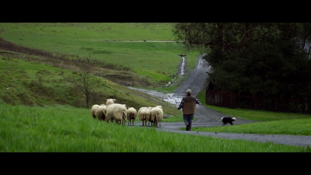 Video Reference N2: grassland, herd, pasture, sheep, nature, sheep, field, grazing, grass, farm, Person