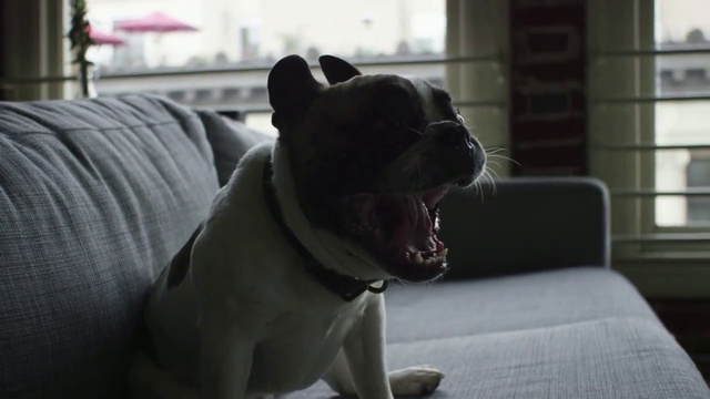 Video Reference N1: Vertebrate, Dog, Mammal, Canidae, Facial expression, Dog breed, French bulldog, Snout, Yawn, Carnivore