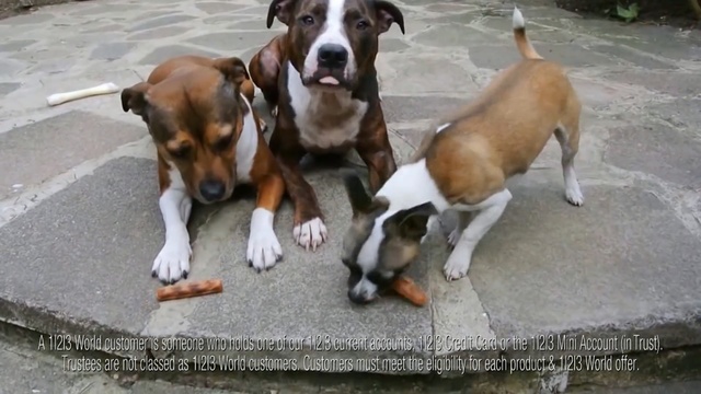 Video Reference N2: dog, dog like mammal, dog breed, dog breed group, carnivoran, Person