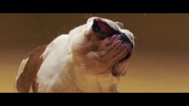 Video Reference N1: Dog, Canidae, Dog breed, Old english bulldog, Olde english bulldogge, Bulldog, Snout, Carnivore, Companion dog, British bulldogs, Animal, Sitting, Looking, White, Photo, Laying, Monitor, Cat, Brown, Screen, Large, Television, Water, Standing, Room, Mammal, Puppy