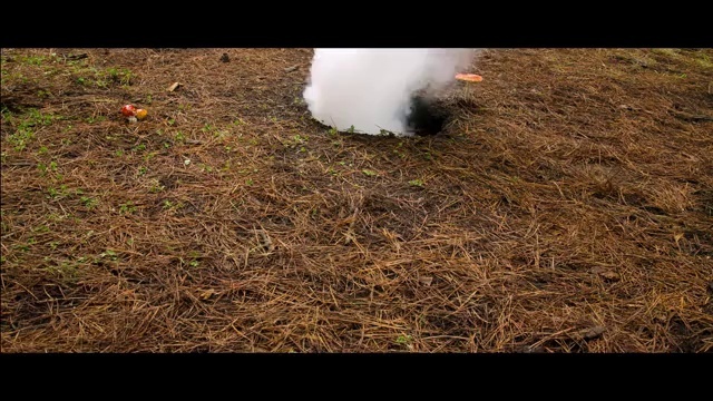 Video Reference N1: Grass, Smoke, Bichon, Maltese, Rabbits and Hares, Guinea pig