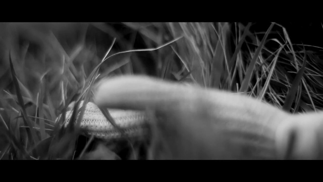 Video Reference N0: Photograph, Monochrome photography, Still life photography, Black-and-white, Photography, Close-up, Grass, Wildlife, Plant, Darkness, Person
