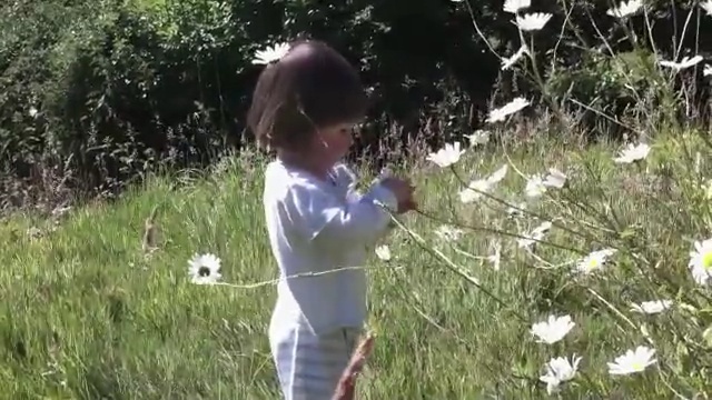 Video Reference N2: plant, ecosystem, nature, grass, mammal, vertebrate, meadow, flora, tree, play