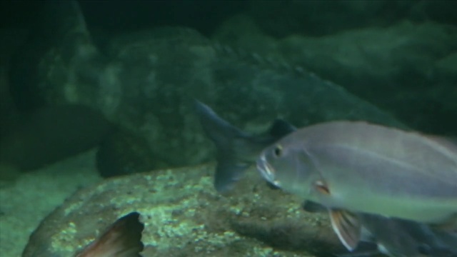 Video Reference N4: Underwater, Fish, Fish, Marine biology, Organism, Fin, Water, Aquarium, Adaptation, Bony-fish